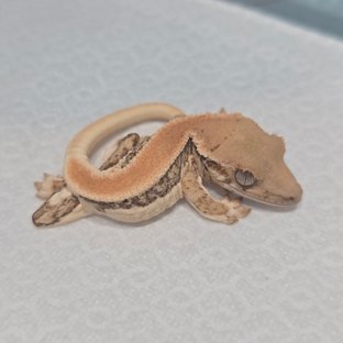 풀핀 릴리화이트