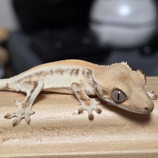 풀핀 릴리화이트