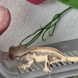 풀핀 릴리화이트