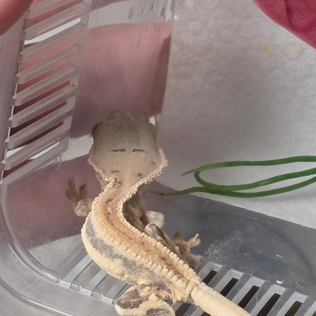 풀핀 릴리화이트