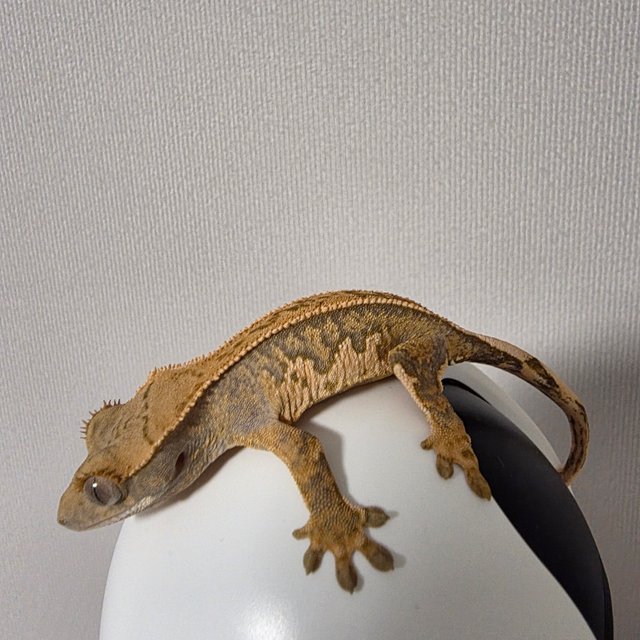 텐저린 트라이 익스트림할리퀸