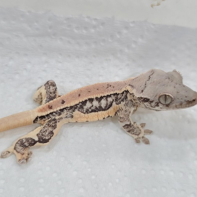 풀핀 릴리화이트