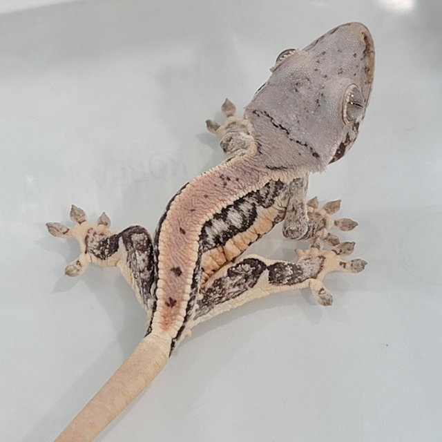 풀핀 릴리화이트