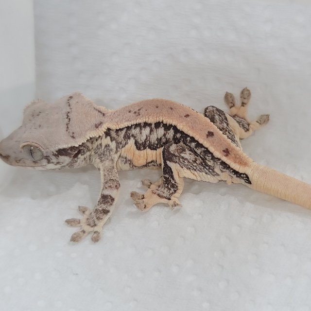 풀핀 릴리화이트