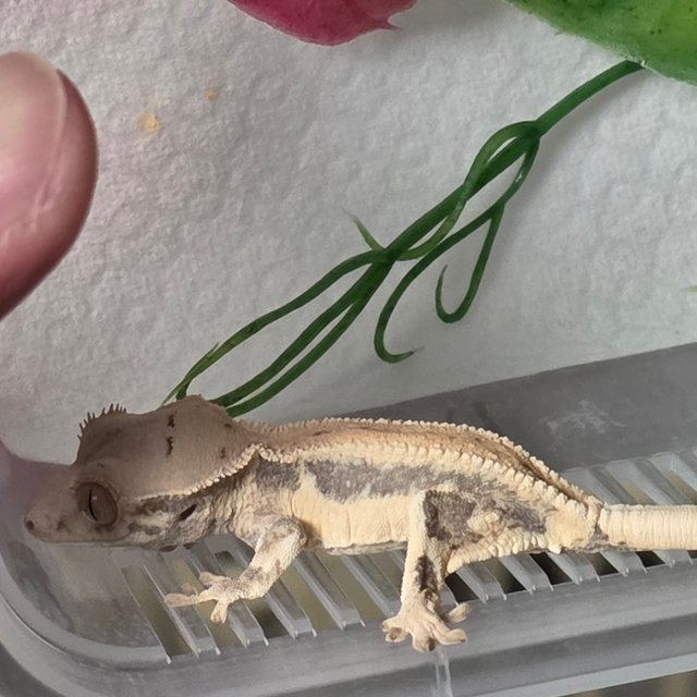 풀핀 릴리화이트