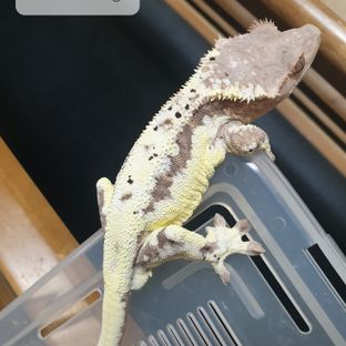 프라푸치노