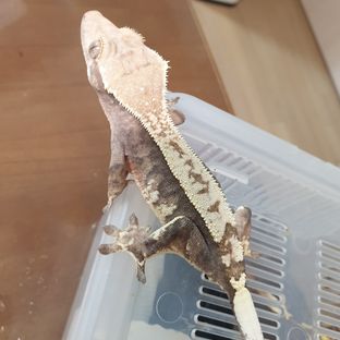 카푸치노
