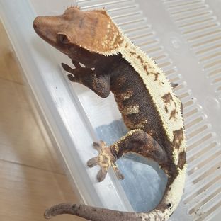 카푸치노