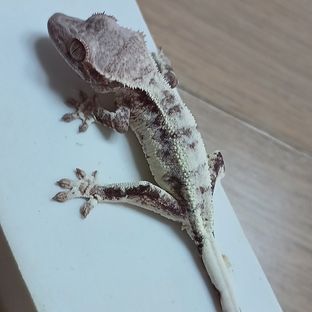 프라푸치노