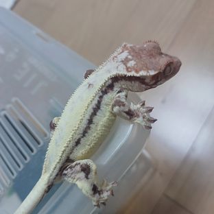 프라푸치노