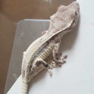 프라푸치노