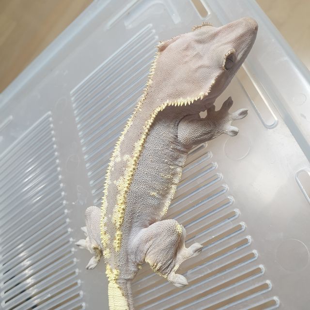 카푸치노