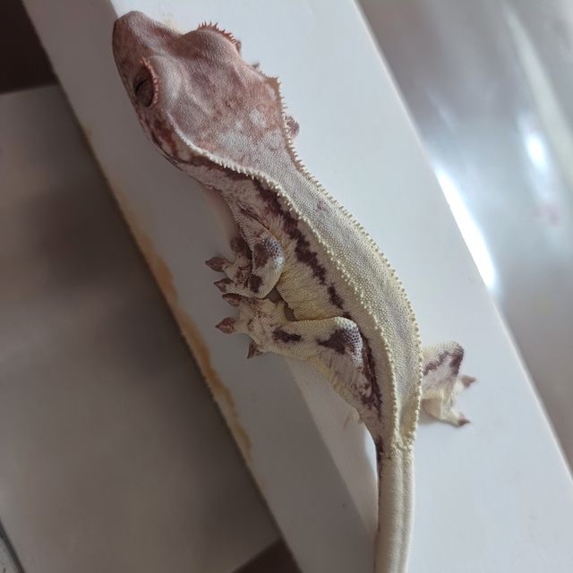 프라푸치노
