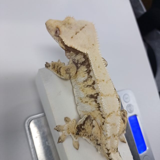 익스트림할리퀸 할리퀸 트라이
