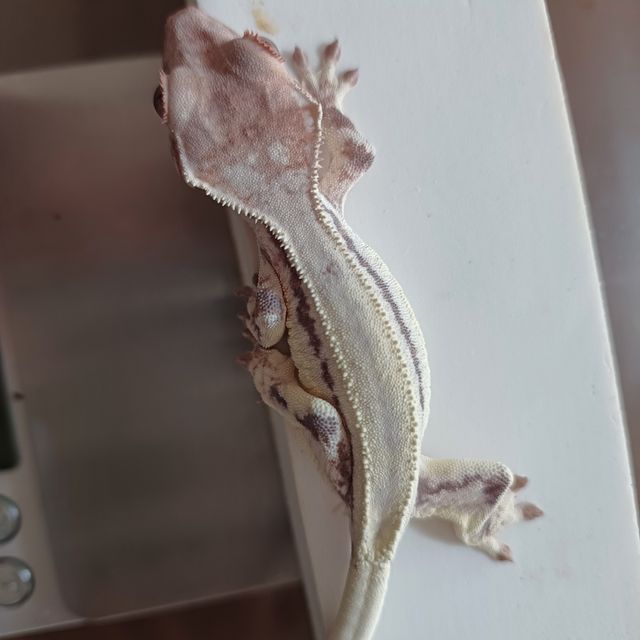 프라푸치노