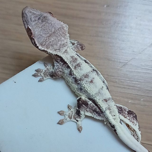 프라푸치노