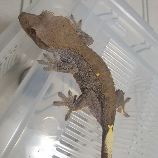 챠콜 카푸치노