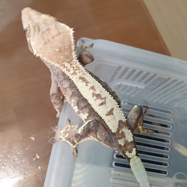 카푸치노