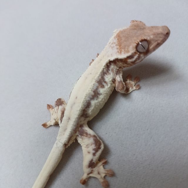프라푸치노