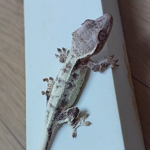 프라푸치노