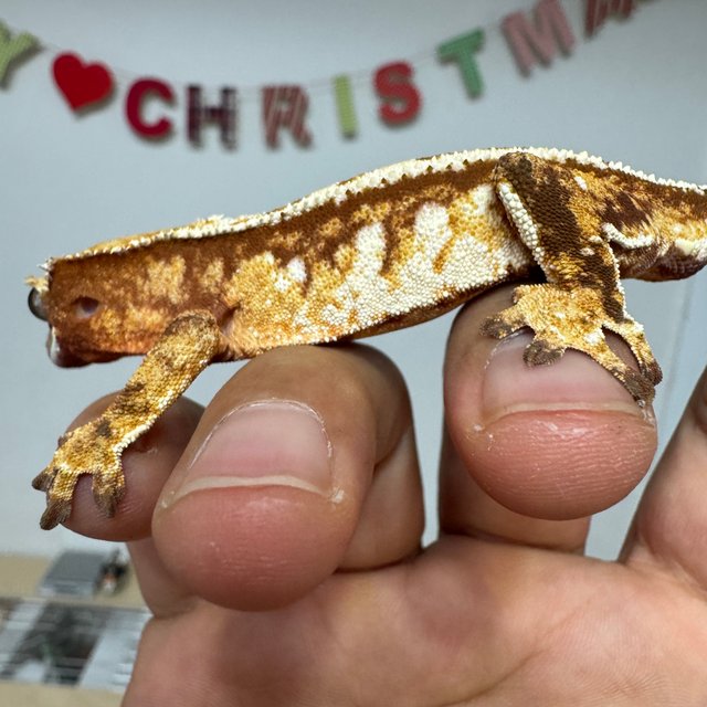 레드 트라이 익스트림할리퀸