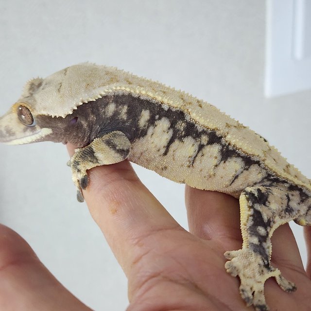 드리피 트라이 익스트림할리퀸