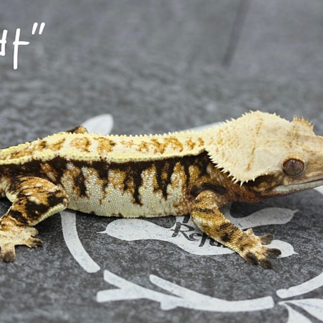 노멀 트라이 익스트림할리퀸