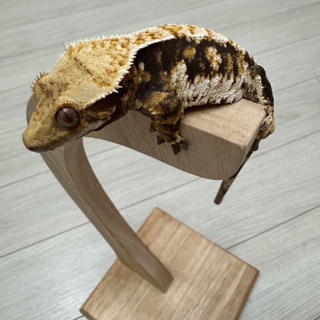 노멀 트라이 익스트림할리퀸