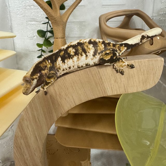 노멀 트라이 익스트림할리퀸