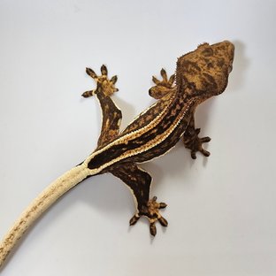 100%헷아잔틱 (부)