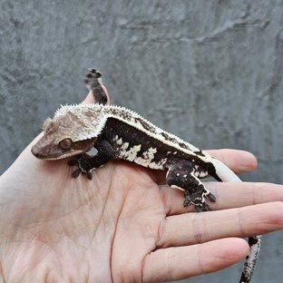 아잔틱 (부)