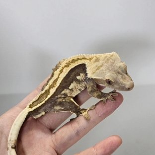 100%헷아잔틱 (부)
