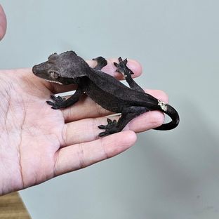 아잔틱