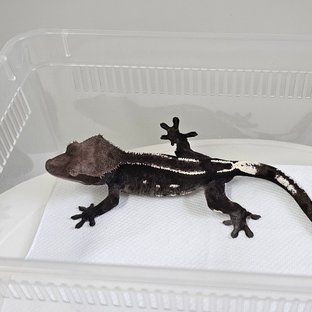 아잔틱