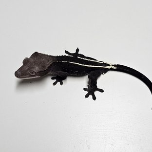아잔틱