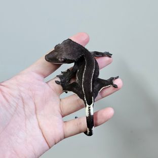 아잔틱