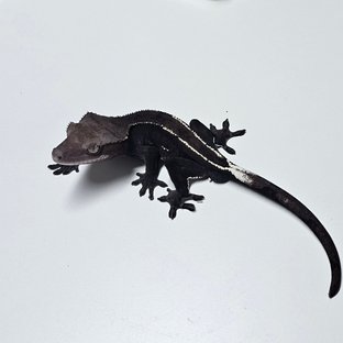아잔틱