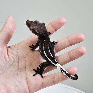 아잔틱