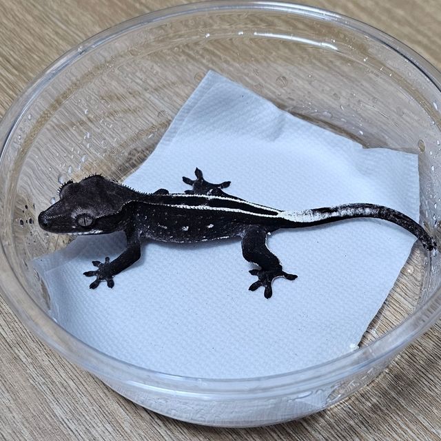 아잔틱