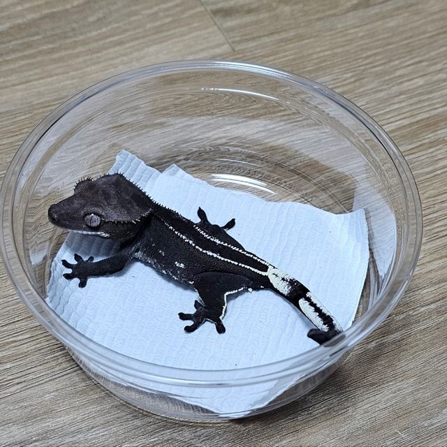 아잔틱