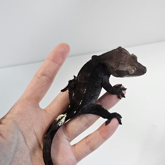 아잔틱