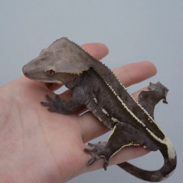 아잔틱