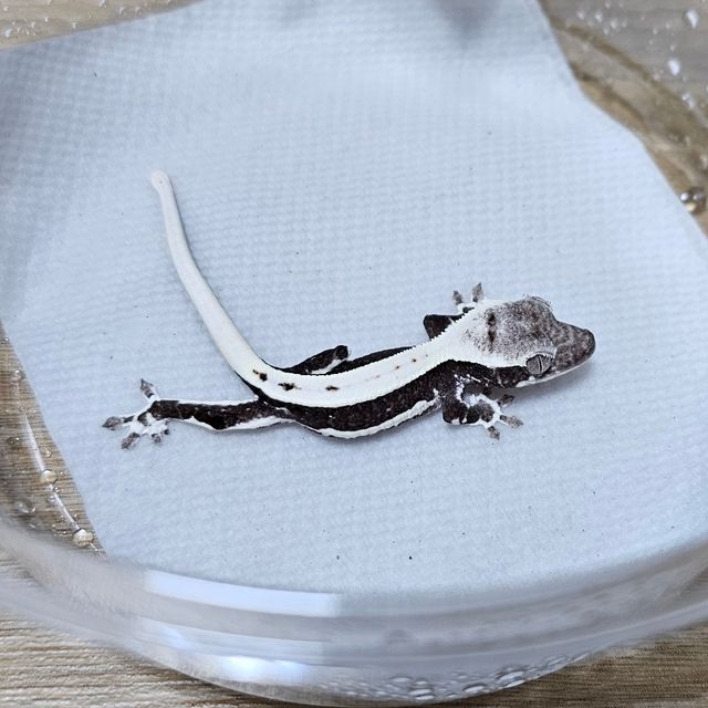릴잔틱