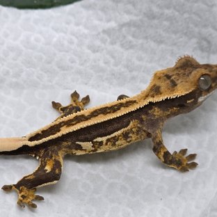 엠티백 쿼드 핀스트라이프