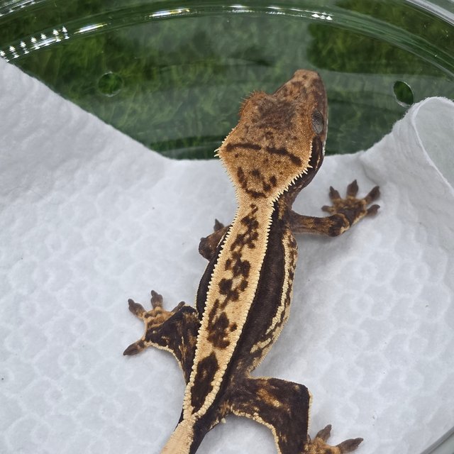 엠티백 쿼드 핀스트라이프