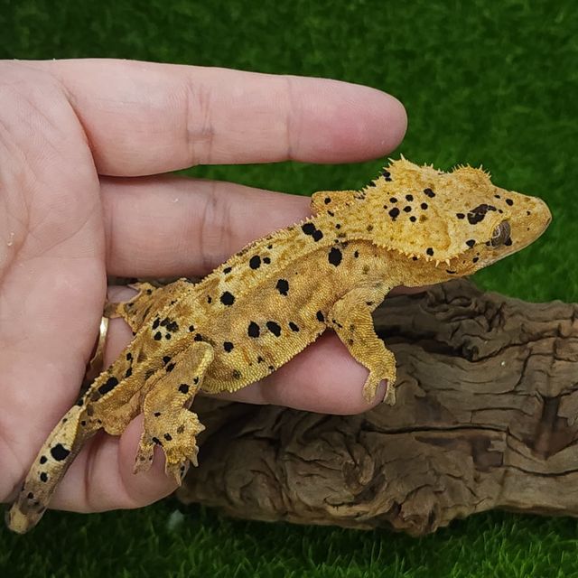 달마시안
