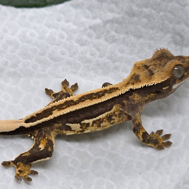 엠티백 쿼드 핀스트라이프