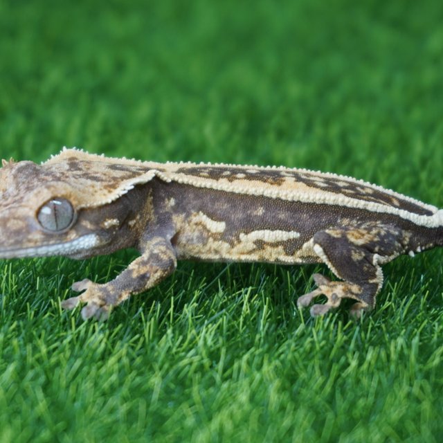 쿼드 풀핀 핀스트라이프 엠티백