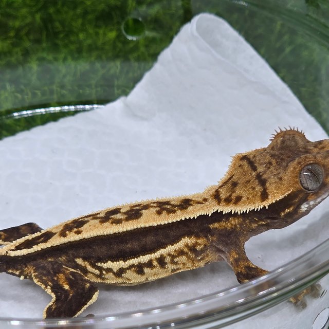 엠티백 쿼드 핀스트라이프