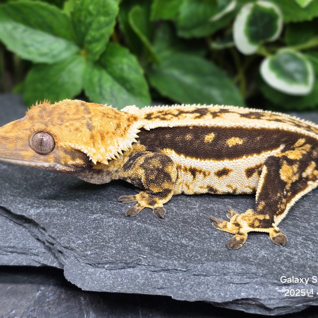 엠티백 쿼드 핀스트라이프